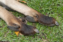 0792 Wildlife Habitat Port Douglas